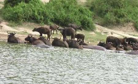 murchison falls national park